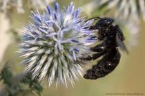 Groe Holzbiene